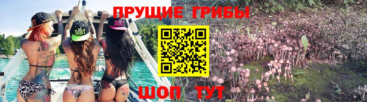 Псилоцибиновые грибы мицелий Ликино-Дулёво